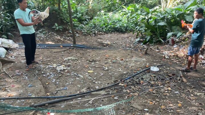 Spangle Sweater vs. Puti 2x winner na si Lasak