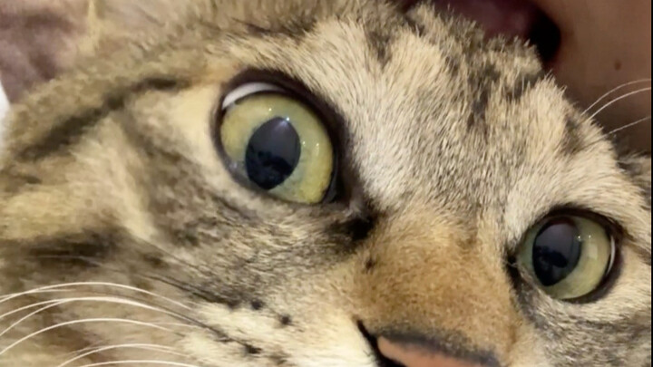 What happens when I lick a calico cat's head the way a cat does?