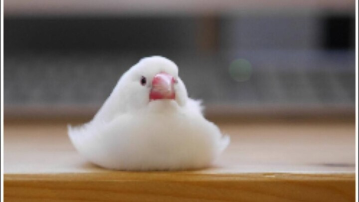 [นกฟินช์] ความรู้สึกตอนที่นกบินมาหาคุณเป็นยังไงนะ? (ตอนที่ 3)