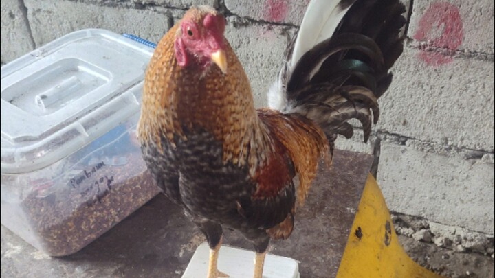 Win π ( Partida Kanan )