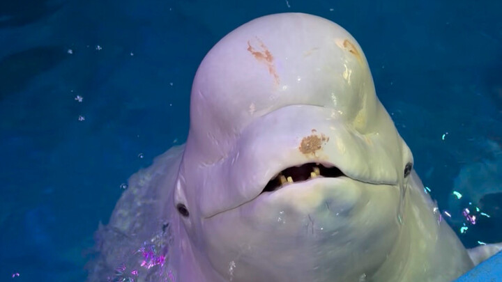 I have no idea what Xiao Hei was up to in the water—his face is covered in mud!
