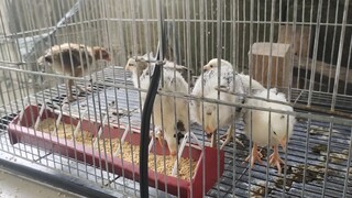 My new hatch chicks.
