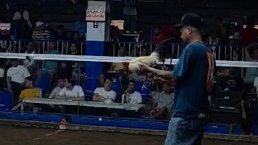 2nd entry bearing last fight 1hit ng kalaban patay amin bwenas L 1-0