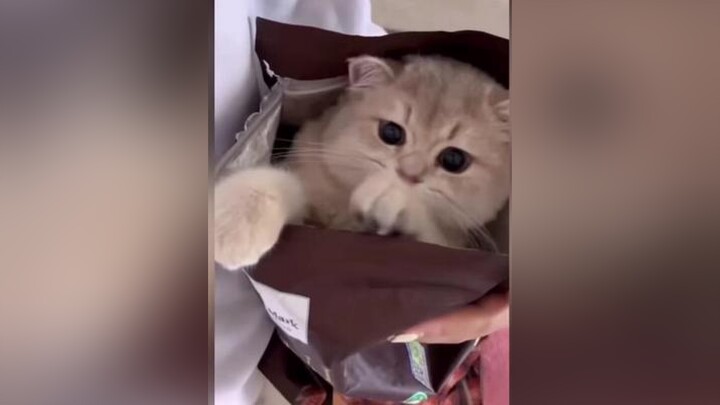 mèo meocute mèocute♥️ trending mèocon mèoyanghồ mèođángyêu mèodễthương mèotrắng_team mèo161 🐱🐰