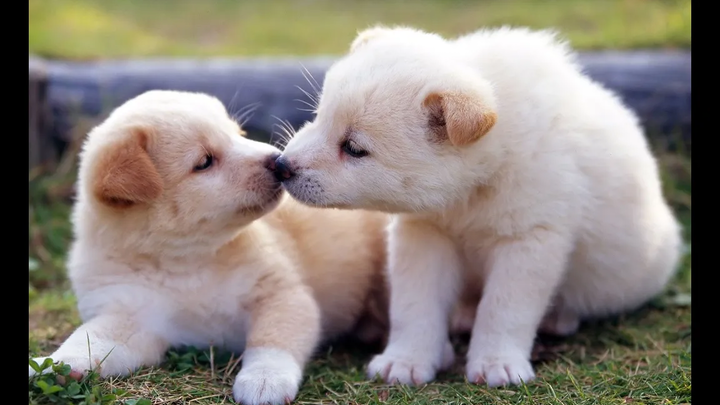 Most Cute Puppies Compilation 2015