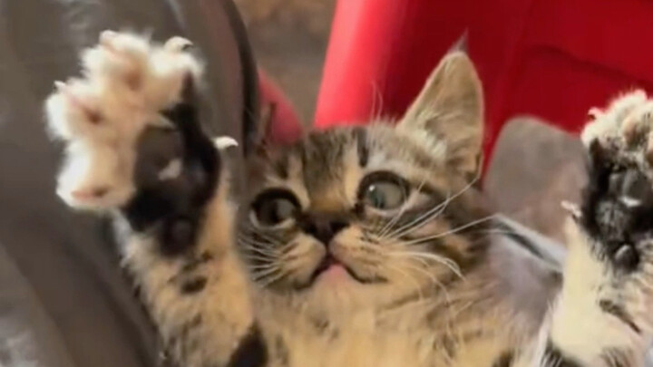 قطة ليهوا التي اختارتها الجدة بعناية من السوق