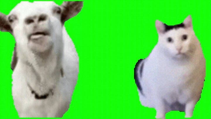 Lelie Yang dan Kucing Bodoh  Bahan Green Screen…🐏🐱