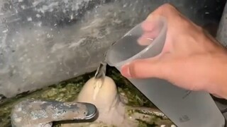 好小众赛道，宿舍养乳石，自来水水质过硬，网体育生展示水池边家养“钟乳石”