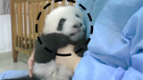 [Big Baby Panda] Mommy, aren't I a good boy (o^^o)