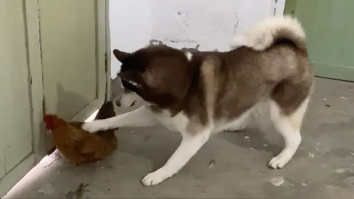 [Dog] What if my Husky dog and Border Collie dog meet the chicken?
