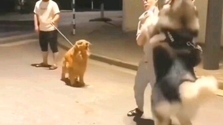 الغيرة تُشوه ملامح الكلب بالكامل