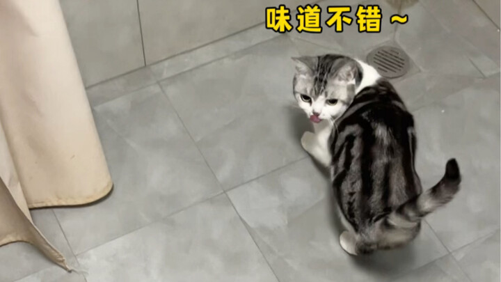 Now I probably won’t be afraid of bugs anymore! Thanks, little cat~