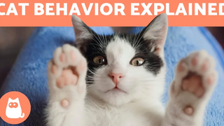 Cat Behavior Explained - KITTENS and ADULT CATS
