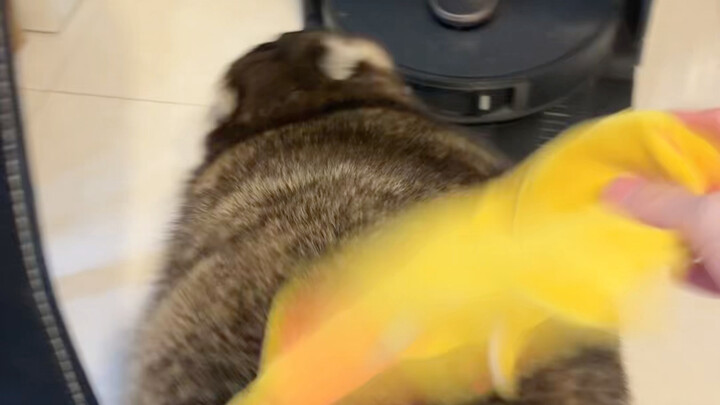 مرحبًا بالجميع، هذا هو ابني السمين الراكون شياو شياو!