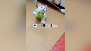 Vì có đứa em   fan NCT cat mèo