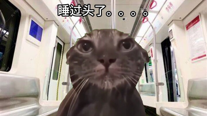 【Meme mèo】Một ngày của nhân viên thử nghiệm công ty Phi Cân Bắc (phần xe điện)