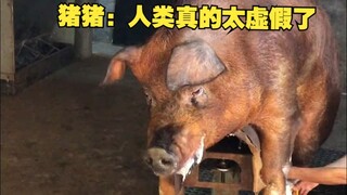 Zhu Zhu: Manusia benar-benar terlalu palsu.