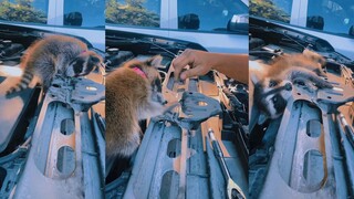 I've raised a raccoon for a thousand days just for today.