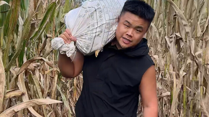 Memetik jagung!