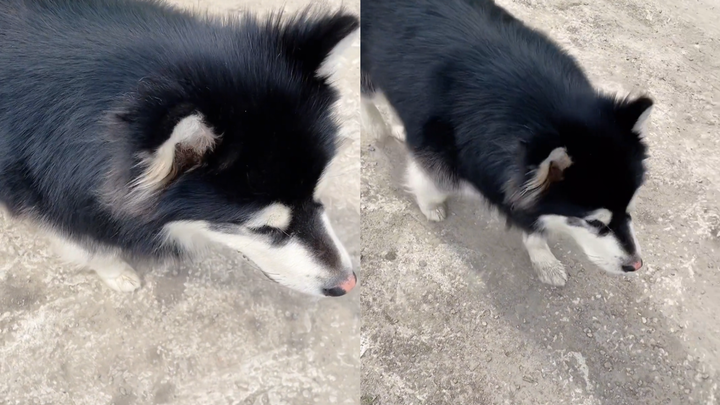 Man scolded for walking his dog without a leash; when he turned around and saw the dog, he was stunn