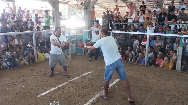 2wins first win. magaling den pumalo manok namen