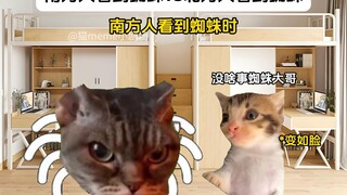 Southerners vs. Northerners: What They Do When They See a Spider