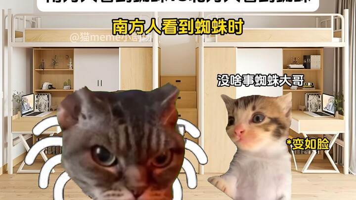 Orang Selatan melihat laba-laba VS Orang Utara melihat laba-laba