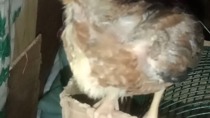 SALA GOBANG MANOK