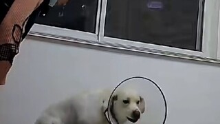 Ma Jian Da Series: Mom comes home and finds that her dog has been neutered