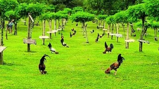 aminado Ang mga sabungero dito