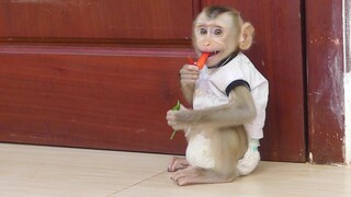 Can't believe baby Monkey Maku loves eating chili | Maku Eat chili No Hot