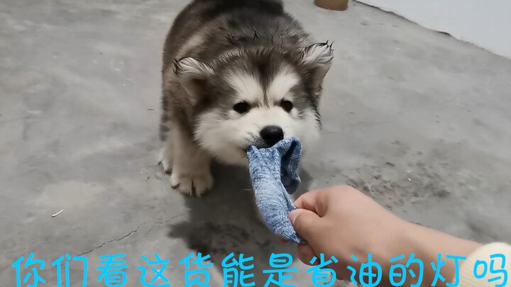 Chú cún vừa mới về nhà được hai tiếng đã chẳng coi mình là chó lạ chút nào, vừa đáng yêu lại vừa ngố