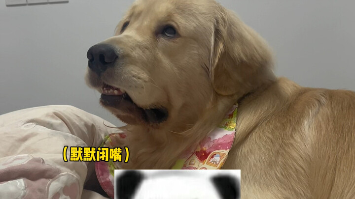 Về đến nhà bỗng dưng trong túi xuất hiện thêm một con mèo???