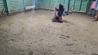 September 10, 2025 sparring exercise