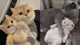 OMG ❤️ Funny Cat Videos 😹 -The Best Cute and Funny Cat Videos This Week! 🐱