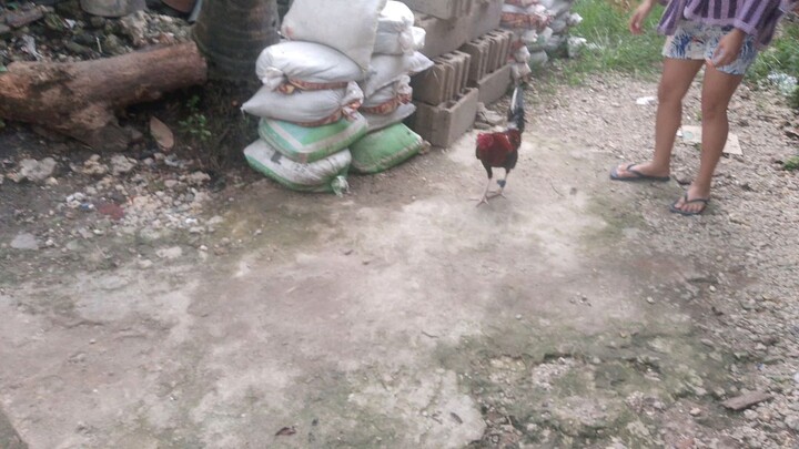 Sweater butcher vs White hatch 🐓😍 Bug2 parin broodcock ko😅