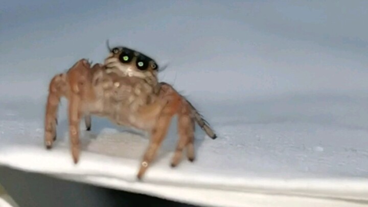 When You’re Staring Into a Jumping Spider’s Eyes…