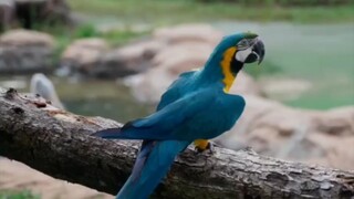 Rosella Parrot Beautiful video Shorts