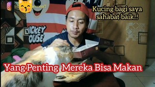 Demi Kucing Jalanan Yang Di Adopsi Rela Mengeluarkan Kocek Pribadi Setiap Hari.