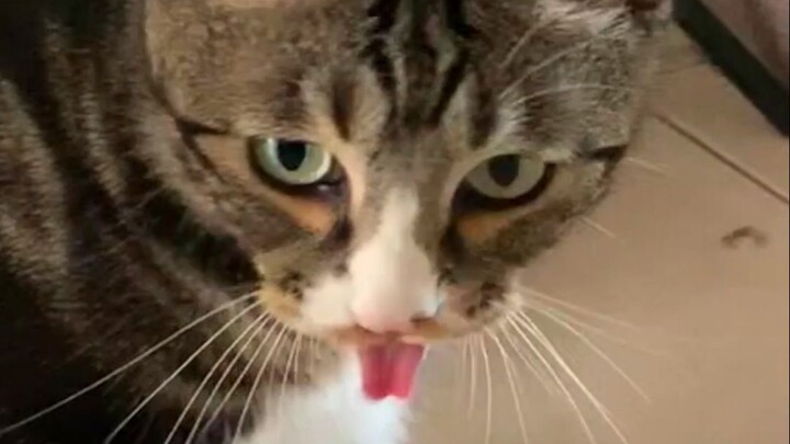 Feather Babies Vol. 4 —— The makeshift feather babies are a bit prickly on the lips...