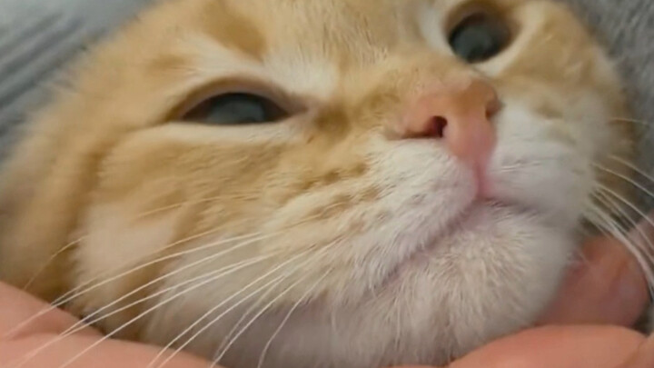 Listening to Cats: What the Kittens Have to Say