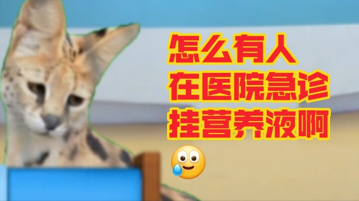 【猫meme】关于凤雏女士在医院丢光老撵这件事……