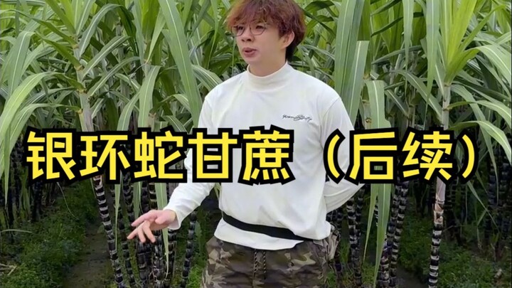 仅凭一己之力，让整个宗门颜面扫地。去年的银环蛇甘蔗，今年已经一窝了，