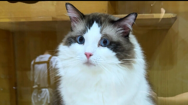 Cat Ignorance Coffee "Epic Enhancement"