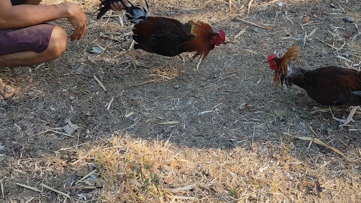going 5 months, matatapang na. saparing manok