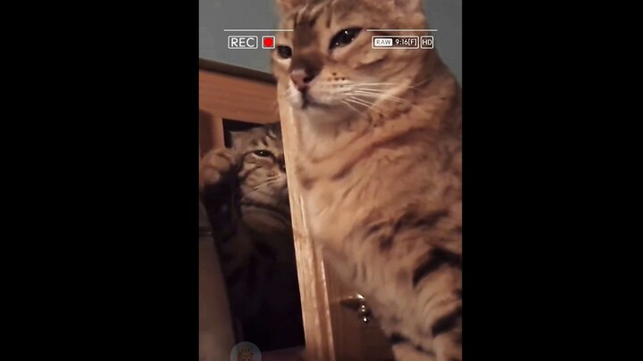 Tuyển tập những hành vi khó hiểu của chú mèo ngốc nghếch