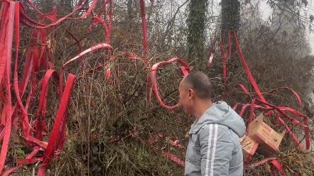 Pohon: Ini pertandingan kelas atas!