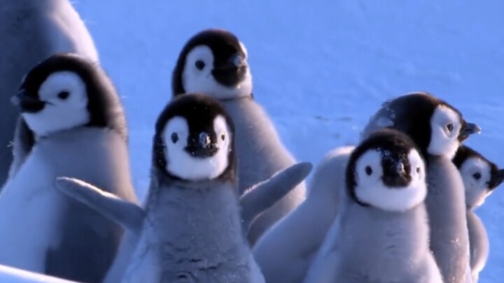 البطريق الصغير يهرول نحوَكَ بخطوات متعثِّرة، يرقص على إيقاع الفرح!