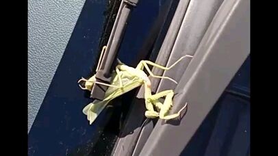 PRAYING MANTIS SAVED!!