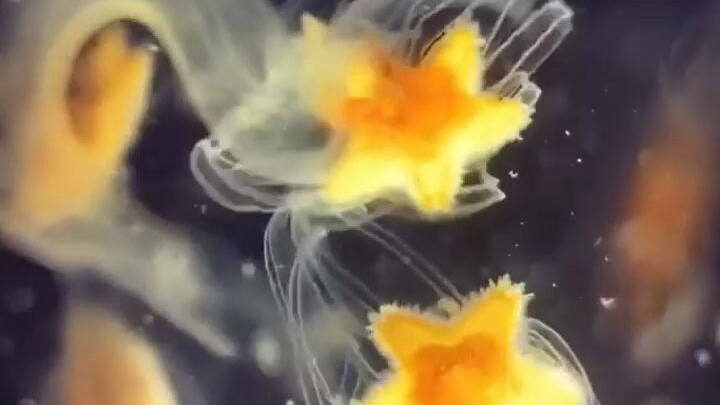 Hình dáng của ấu trùng sao biển giống như những quả bóng nhỏ bằng thạch, trông thật đẹp mắt!